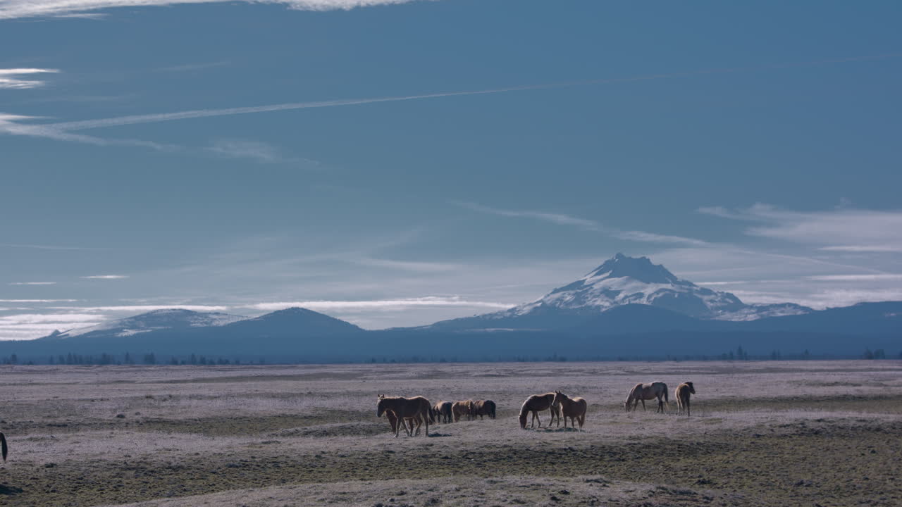 오리건 중부 오지의 산맥 아래 들판에서 평화롭게 풀을 뜯고 있는 야생마 떼