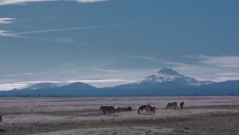 Herd-of-wild-horses-grazes-peacefully-in-fields-beneath-mountain-range-in-the-outback-of-Central-Oregon