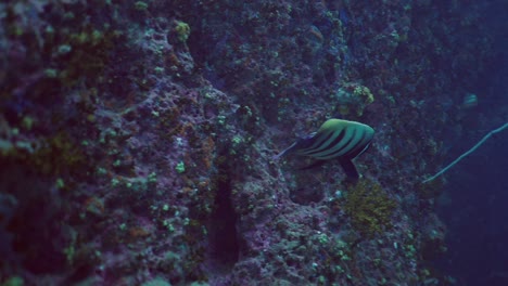 fish swimming along a vibrant coral reef underwater