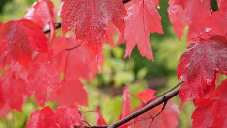 rain drops, red autumn maple tree leaves. water droplet, wet fall leaf in forest