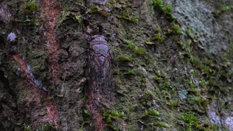 camera zooms out as this insect is seen on the bark of the tree, cicada, thailand