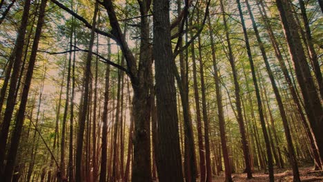 Slow,-smooth,-low-drone-video-footage-moving-through-a-dense,-peaceful,-magical-pine-forest-with-beautiful-golden-light