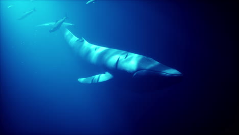 una gran ballena nada en el profundo océano azul.