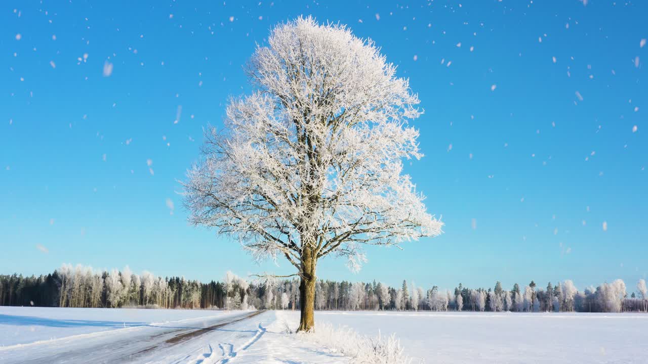 Icy tree standing alone on snowy plain with blue sky and winter season with snowfall on sunny morning