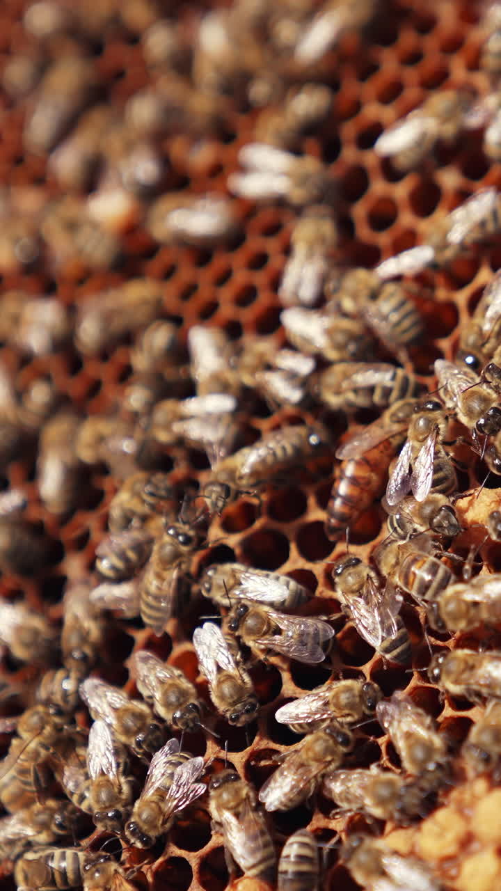 Hand of apiarist showing uterus among bees. Busy bees working on honeycombs. Frame full of bees crawling and fluttering wings. Close-up. Vertical video