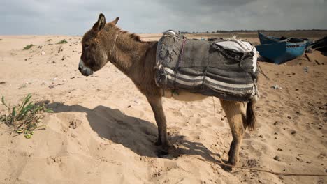 burro tifnit 00