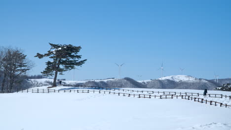 tourist take pictures of majestic winter landscape with wind turbines at daegwallyeong sky ranch track