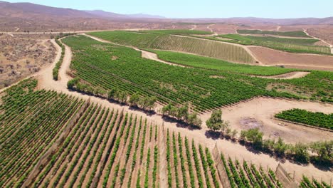 vista aérea estableciendo descendiendo en un oasis de plantaciones de viñedos en formación de enrejado en fray jorge, valle de limarí