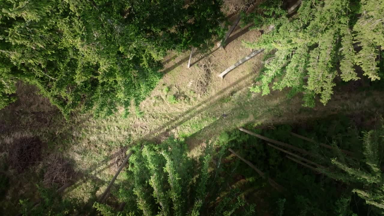 movimiento suave de las ramas y el follaje de los árboles
