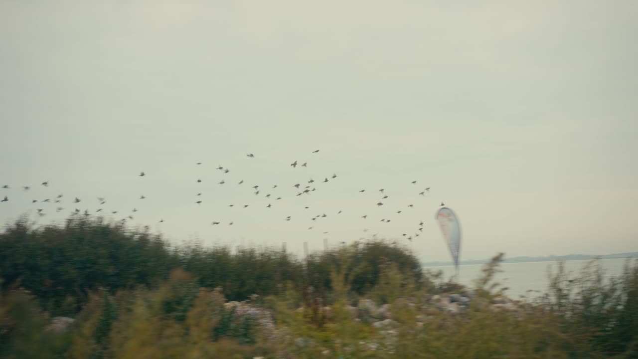 Footage of flock of birds flying by near the ocean.