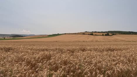 El-Trigo-Es-Una-Hierba-Ampliamente-Cultivada-Por-Su-Semilla,-Un-Grano-De-Cereal-Que-Es-Un-Alimento-Básico-En-Todo-El-Mundo.