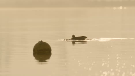 Pato-Limpiándose-En-El-Lago-Durante-La-Hermosa-Puesta-De-Sol-Dorada,-Cámara-Lenta-De-Cerca