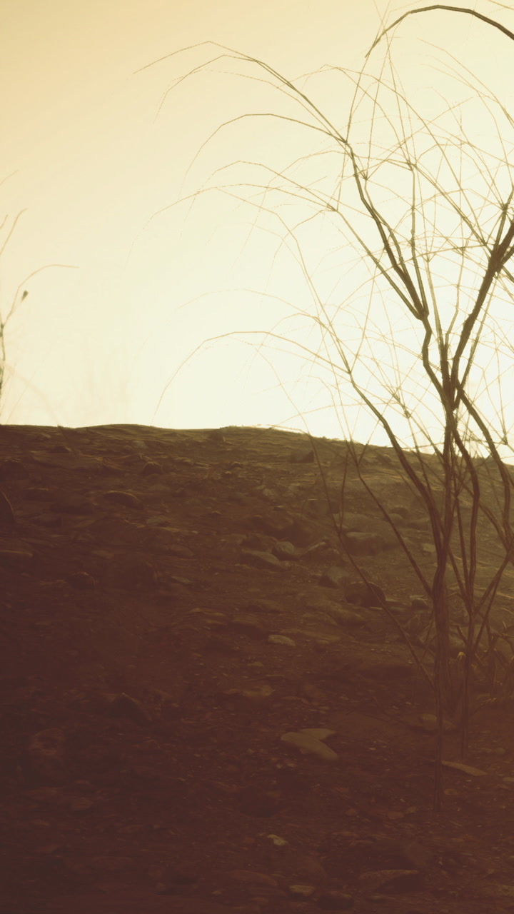 Dry land with sparse plants and a bright sky in the background at sunset