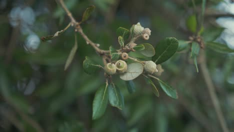 ramas de árboles de roble vivo de texas con bellotas