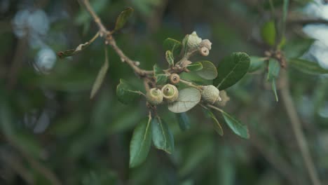 texas live oak tree branches with acorns