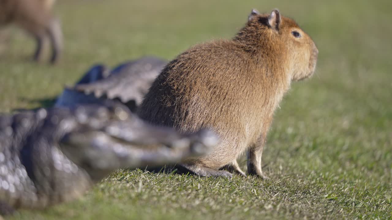 Focus shifts from sunlit caiman to capybara nearby as both rest in peaceful stillness, adjusting their positions slightly