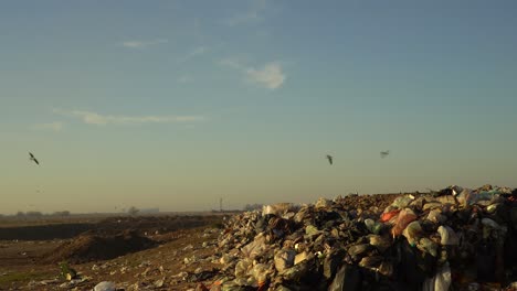 gulls overfly a garbage dumping ground. wide view