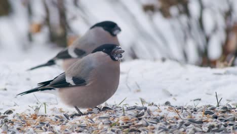 Eurasian-bullfinch-in-winter-near-bird-feeder-eating-sunflower-seeds-with-other-birds