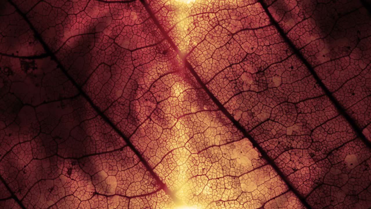 bucle de fondo del follaje de la temporada de otoño