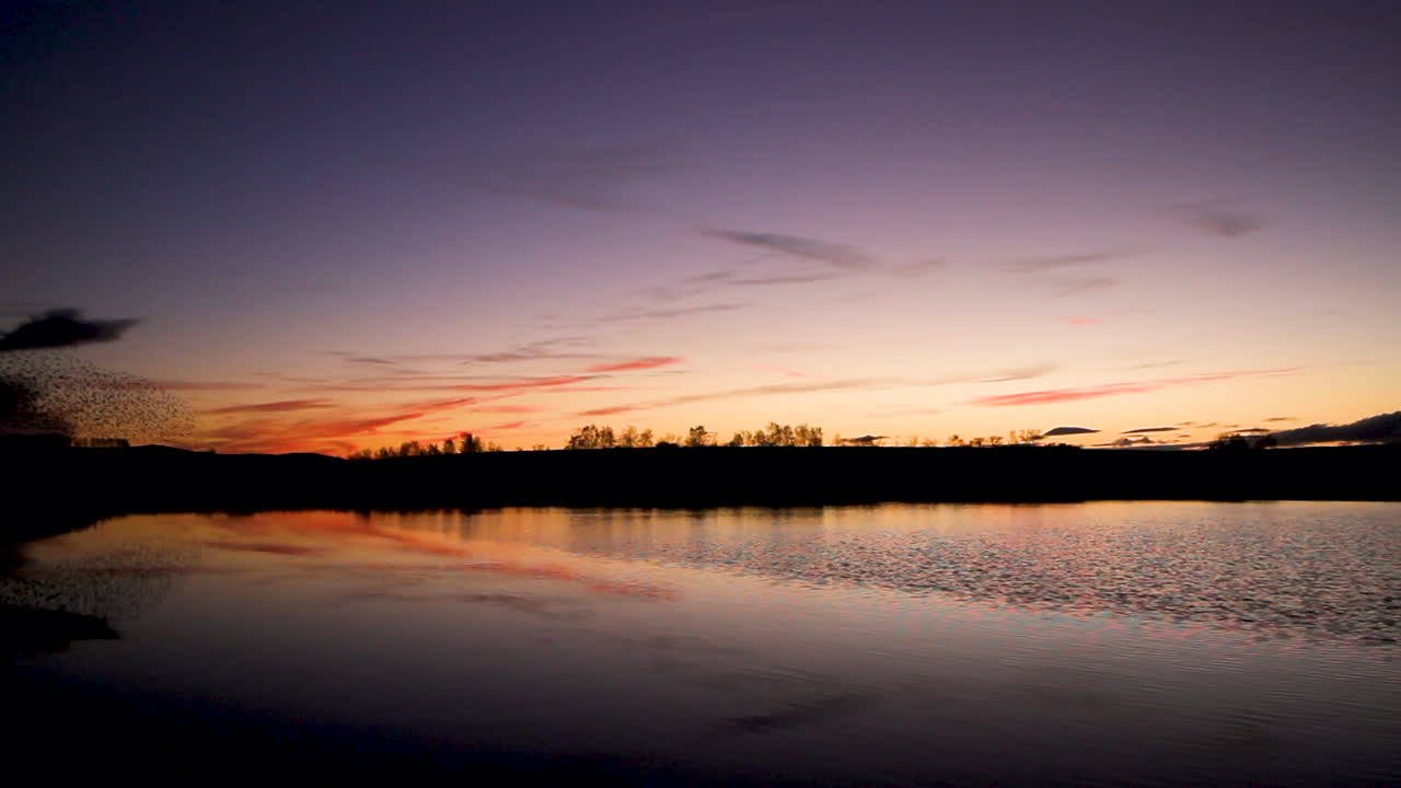 En lille stæreflok mod en smuk aftenhimmel efter solnedgang, med en genspejling i vandet fra en dam