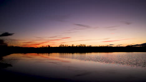 a small murmuration of starlings against a beautiful evening sky after sunset, with a reflection in the water of a pond