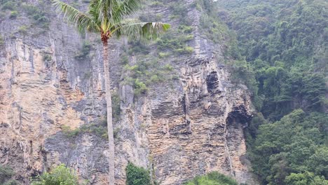 palm tree sways gently against rocky cliffs