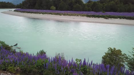 Aerial-View-of-Wild-Lupine-Flowers-Fields-on-Riverbanks-of-Glacial-River-in-Countryside-of-Chilean-Patagonia