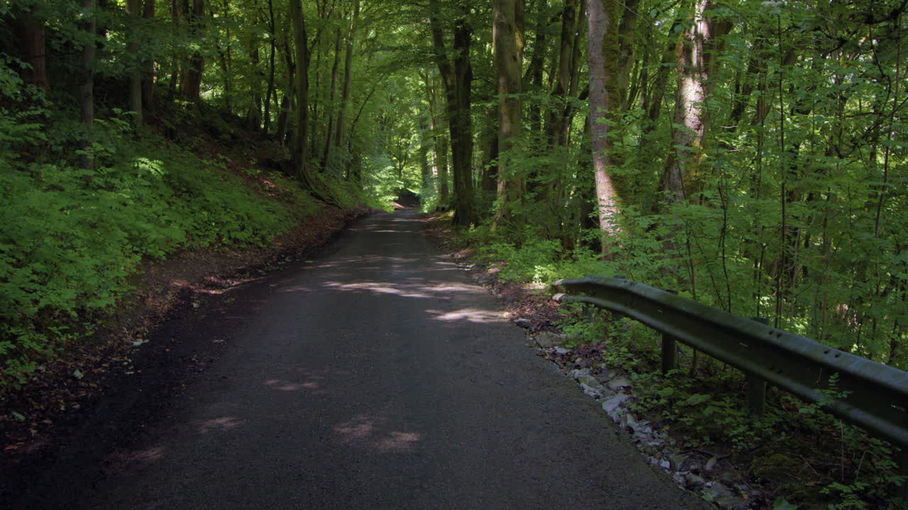 Sun-dappled Path Through a Lush Green Forest