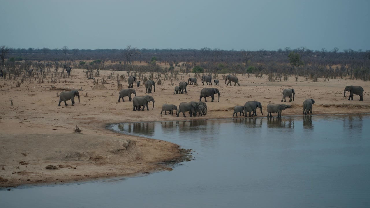 Elefantes saindo da charca no Parque Nacional Hwange depois de beber.