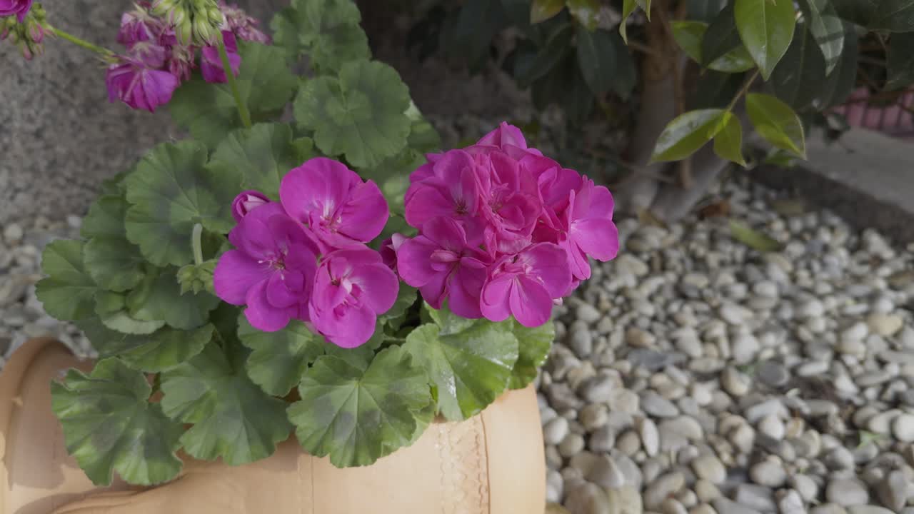 flor rosa linda en una olla geranios en un frasco viejo utilizado como plantador