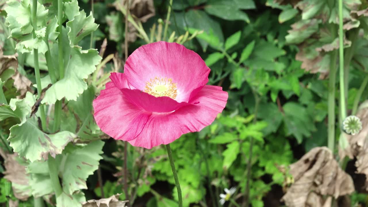Shirley pink poppy moving vigorously in the wind