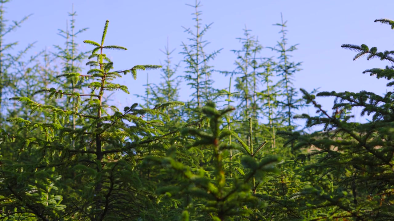 Piantagione di abeti di Nordmann per Natale pronti per le vacanze natalizie. Carrellata lenta ed elegante con messa a fuoco variabile. Ambiente naturale, clip stagionale verde.