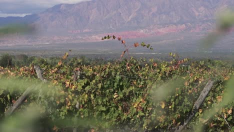 close-up of malbec grape plantation in the cafayate valley in salta