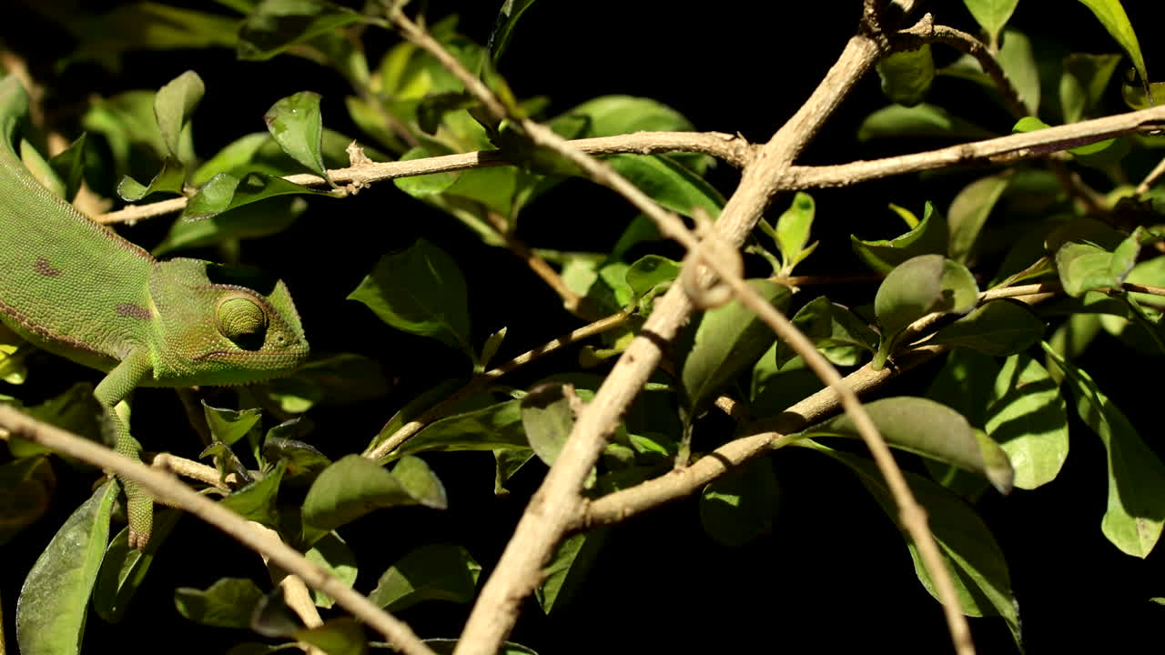 Camouflaged green chameleon planning how to catch prey in bush