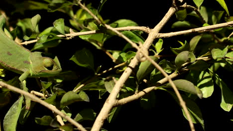 camouflaged green chameleon planning how to catch prey in bush