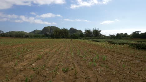 Panorámica-Del-Paisaje-Del-Campo-De-Tabaco-Cosechado