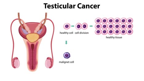 illustration of healthy and malignant cell division