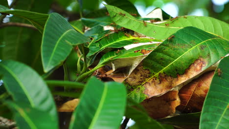 primer plano estático de hormiguero en hojas de árbol de mango
