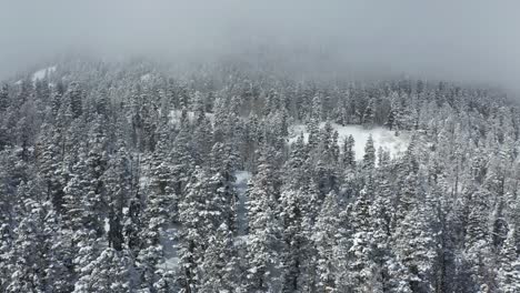 snow capped conifer forest and mountain hills, drone aerial view