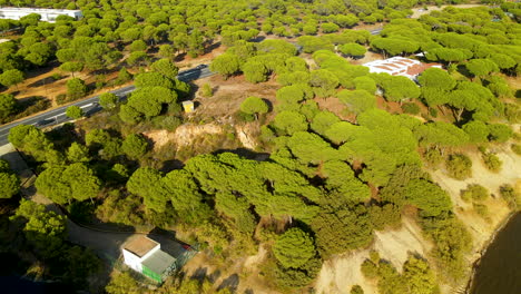follaje iluminado por el sol de pinos piñoneros en la orilla del río cerca de el rompido en españa