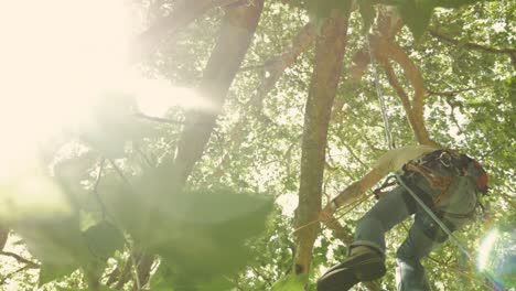 A-man-in-a-tree-is-hanging-from-his-climbing-ropes,-the-tree-is-beautiful---Dordogne---France