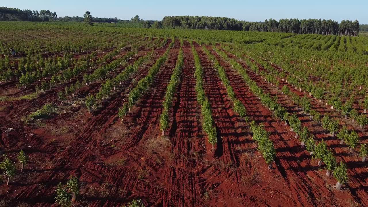 paisaje aéreo de jóvenes plantaciones de yerba mate, bebida tradicional de argentina
