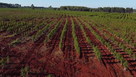 aerial landscape of young yerba mate plantations, traditional drink of argentina