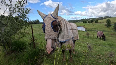 horse in protective gear grazing peacefully