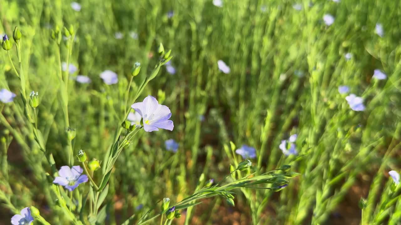 Flaxseed also known as common flax or linseed, is a flowering plant, Linum usitatissimum, in the family Linaceae.