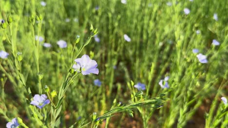 flaxseed also known as common flax or linseed, is a flowering plant, linum usitatissimum, in the family linaceae.