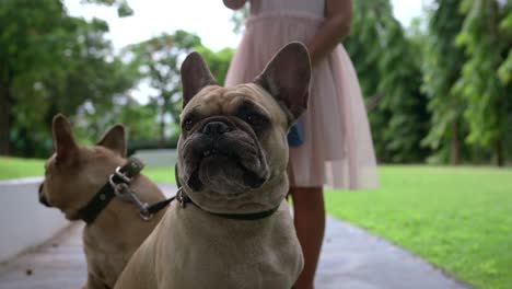 funny face expression french bulldog on a leash at park.