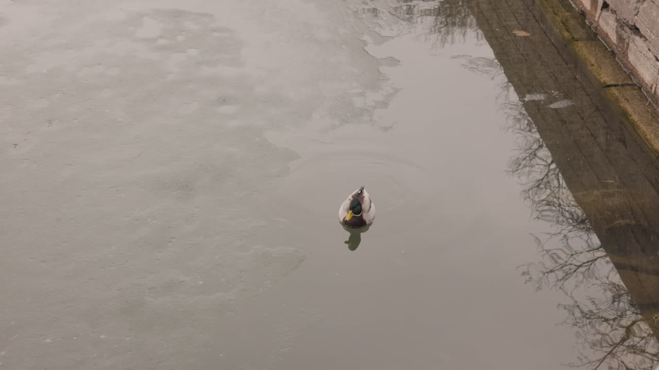 el pato mallardo macho flotando sobre un lago tranquilo cerca de vadstena, suecia