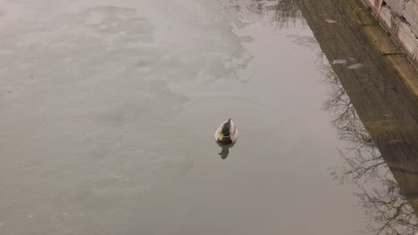 Plätschernde-Männliche-Stockente-Schwimmt-über-Einem-Ruhigen-See-In-Der-Nähe-Von-Vadstena,-Schweden