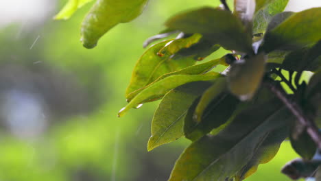 Close-up-rainfalls-on-green-apricot-leaves,-blurred-bokeh-of-green-tree-in-the-garden